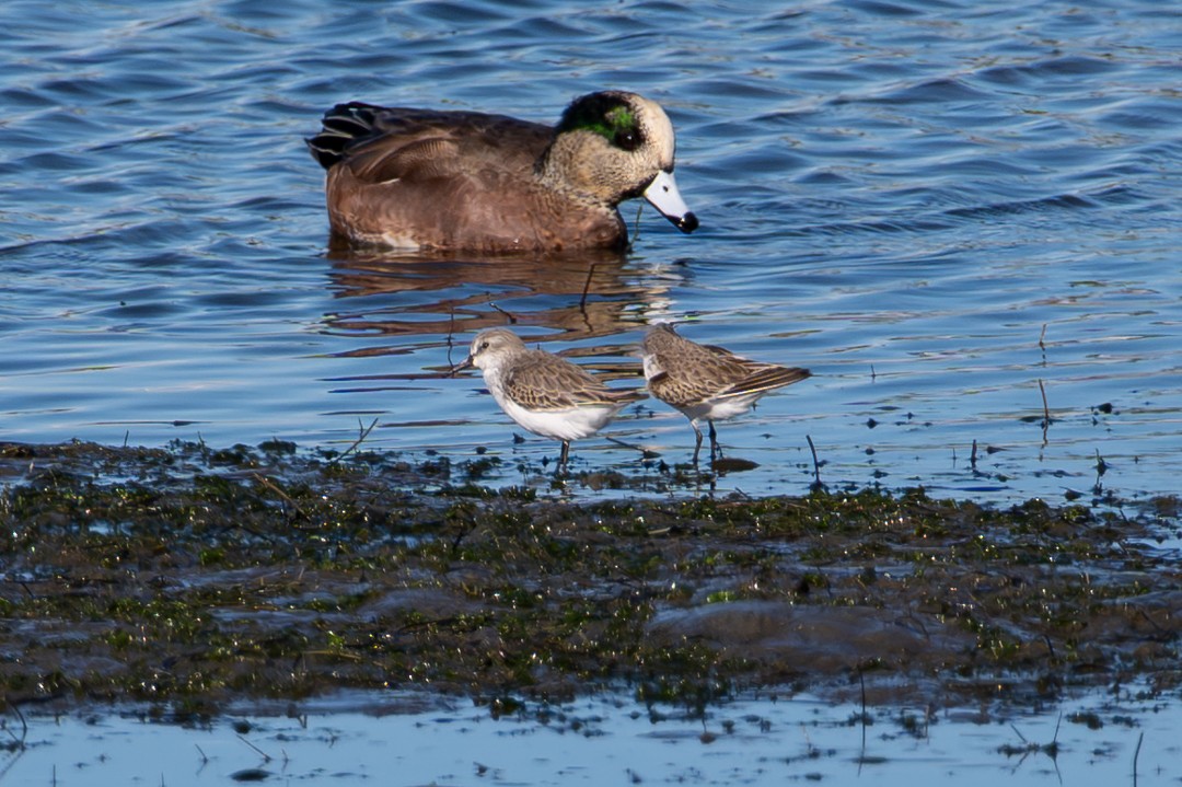 Western Sandpiper - ML646024935