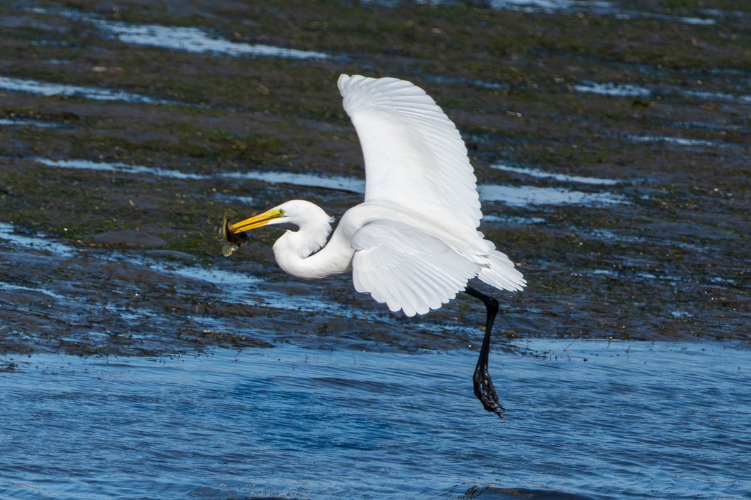 volavka bílá - ML646024936