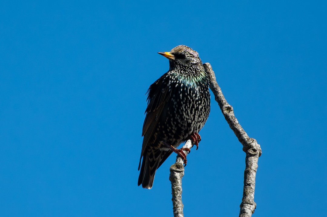 Sığırcık - ML646024939