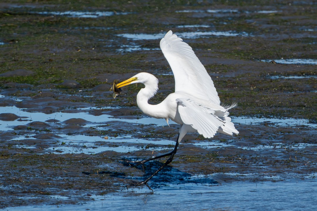 volavka bílá - ML646024940