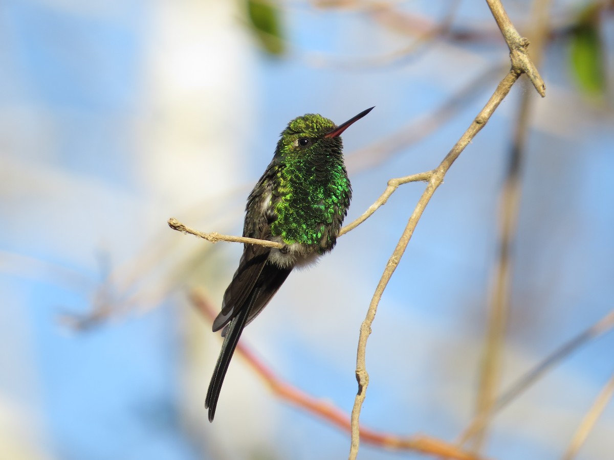 Golden-crowned Emerald - ML646024945
