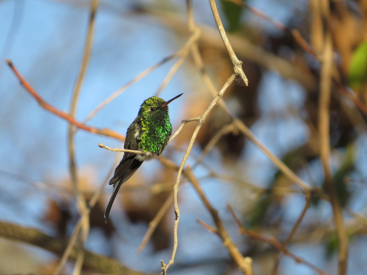 Golden-crowned Emerald - ML646024946