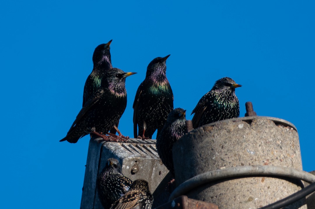 Sığırcık - ML646024953