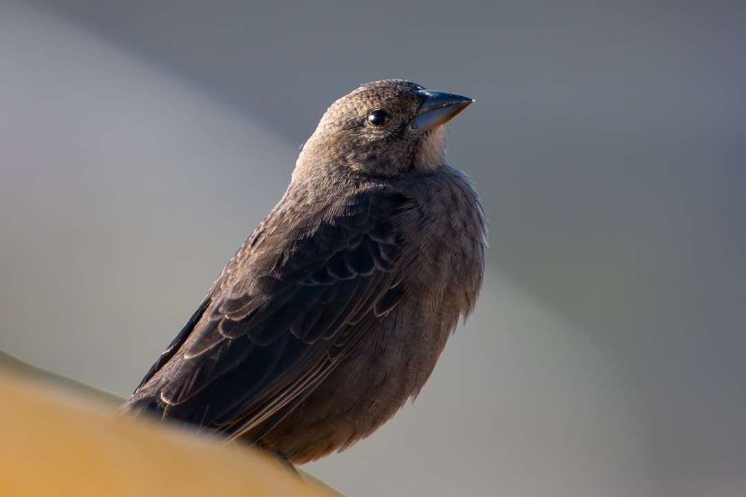 Brown-headed Cowbird - ML646024960