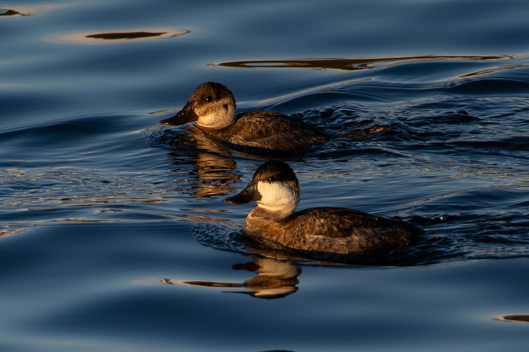 American Wigeon - ML646024961