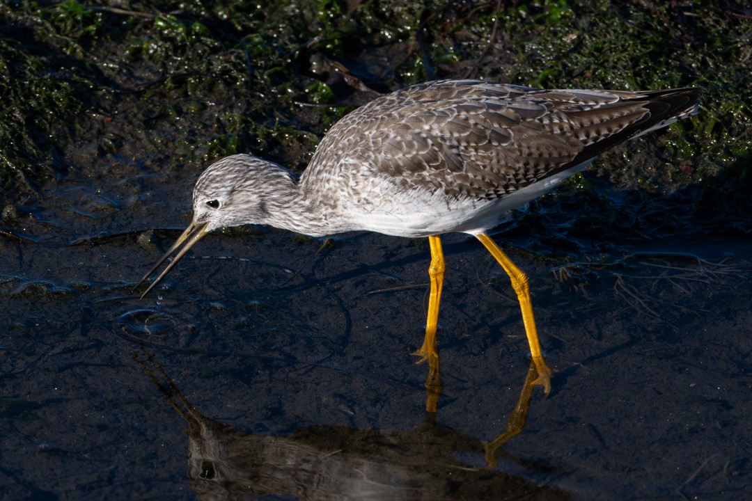 American Wigeon - ML646024963