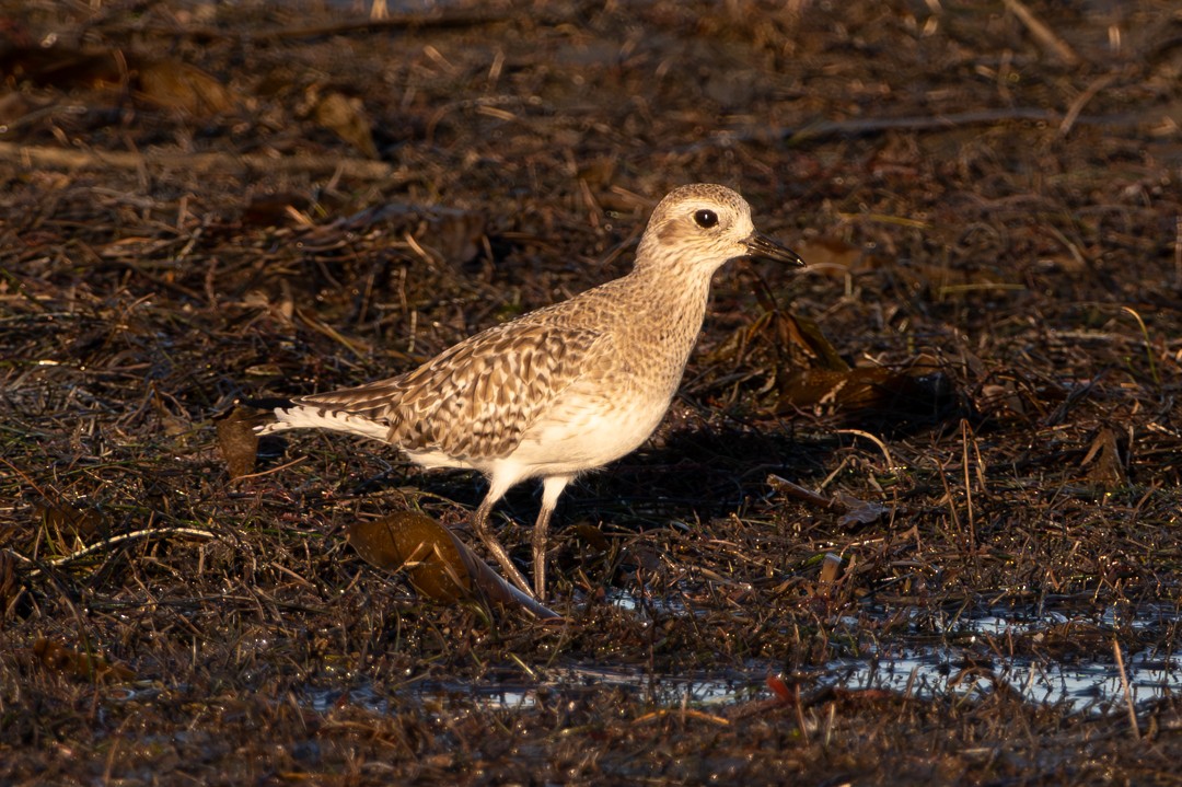 American Wigeon - ML646024965