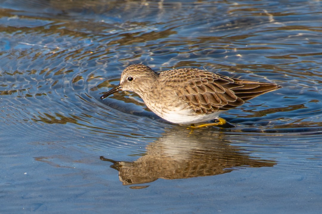 American Wigeon - ML646024967