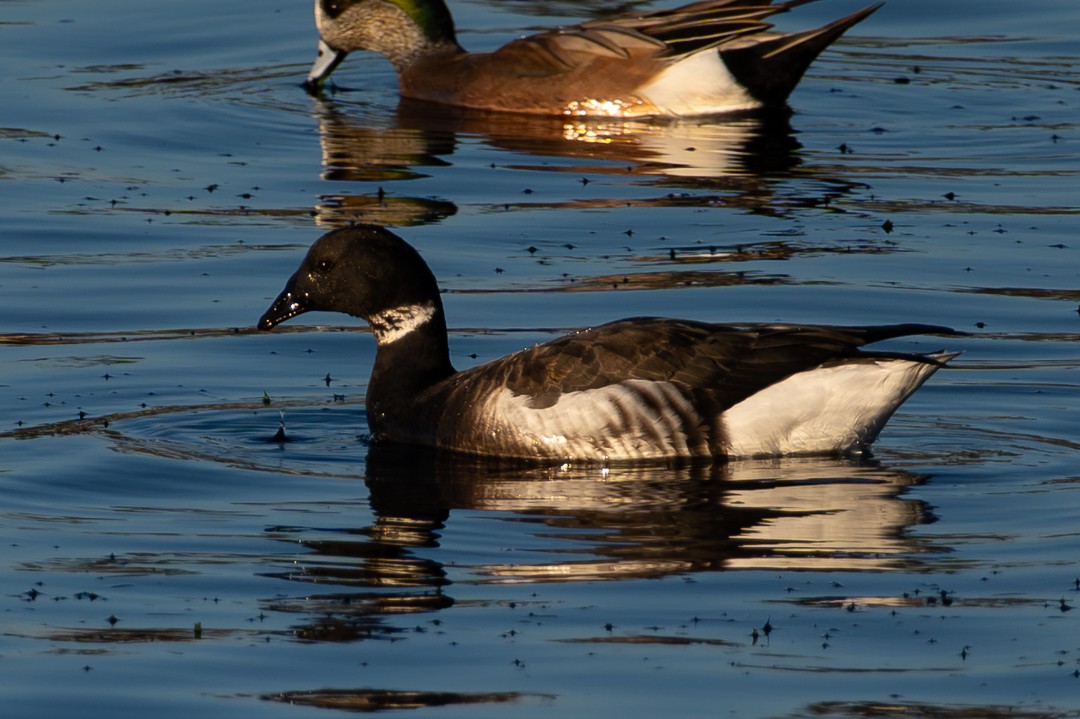 American Wigeon - ML646024968