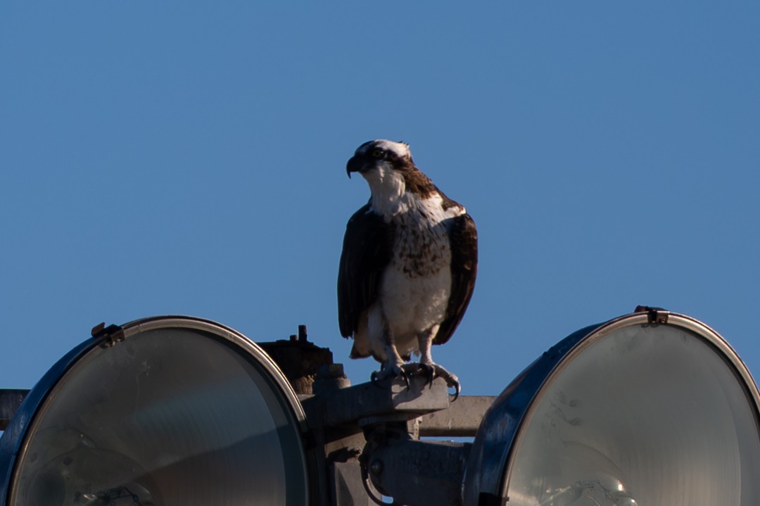 American Wigeon - ML646024969