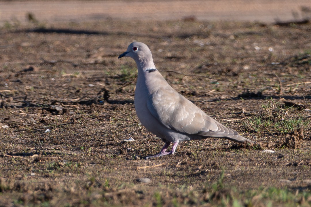American Wigeon - ML646024970