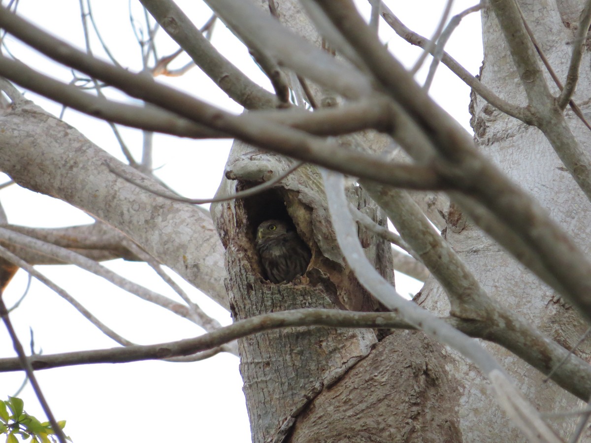 Ferruginous Pygmy-Owl - ML646024974
