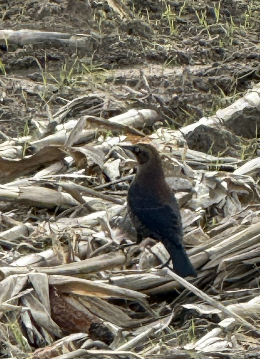 Rusty Blackbird - ML646024975