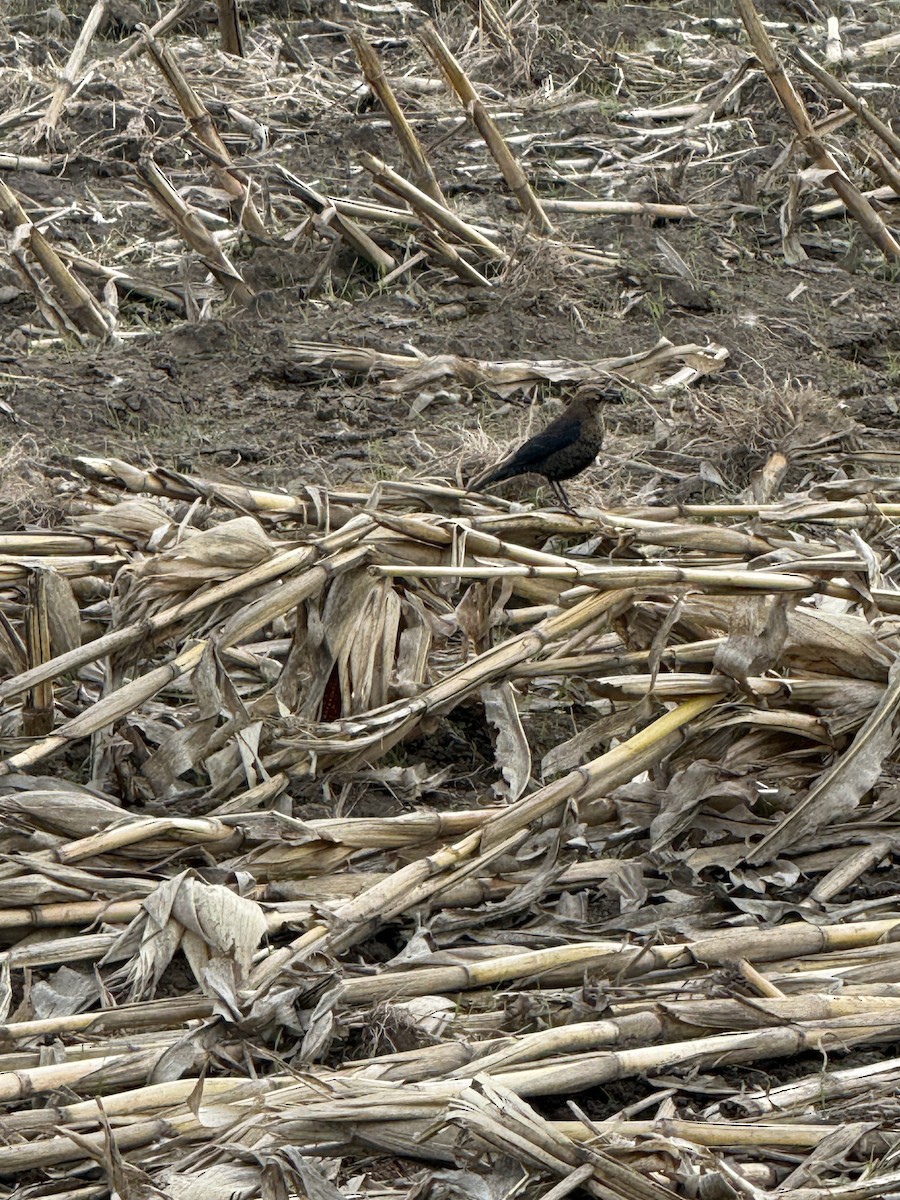 Rusty Blackbird - ML646024976