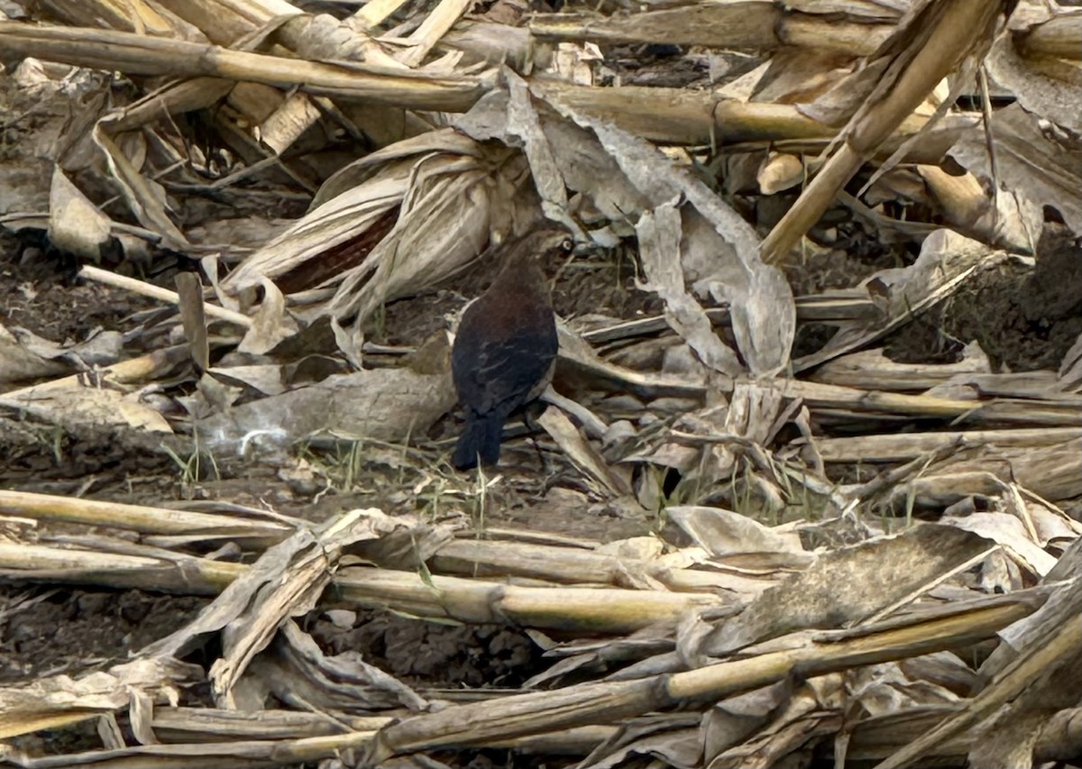 Rusty Blackbird - ML646024977