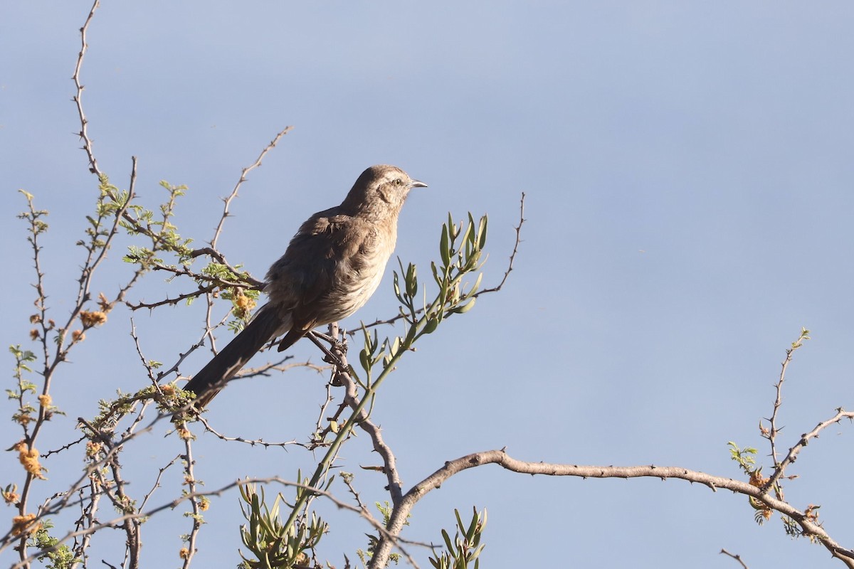 Chilean Mockingbird - ML646024978