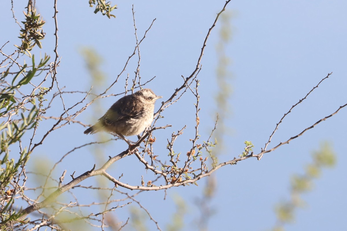 Chilean Mockingbird - ML646024979