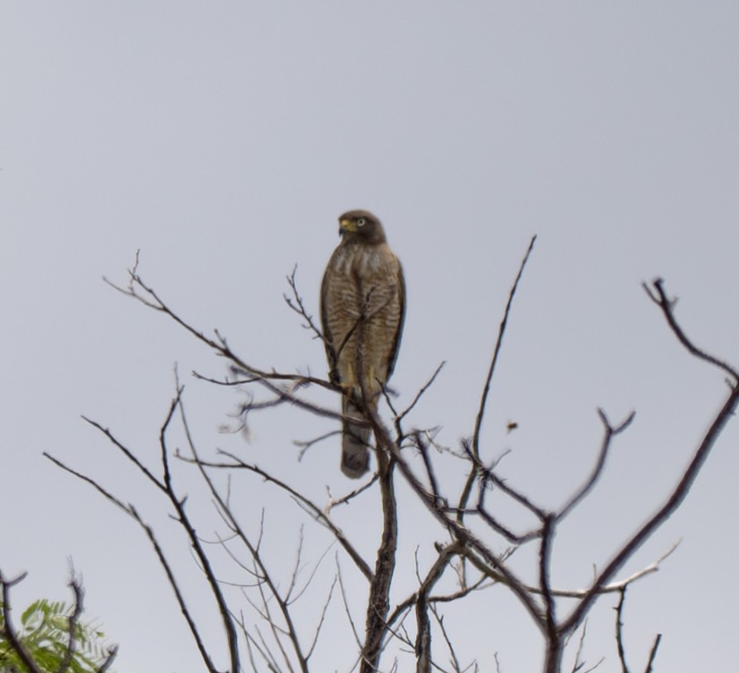 Roadside Hawk - ML646024980