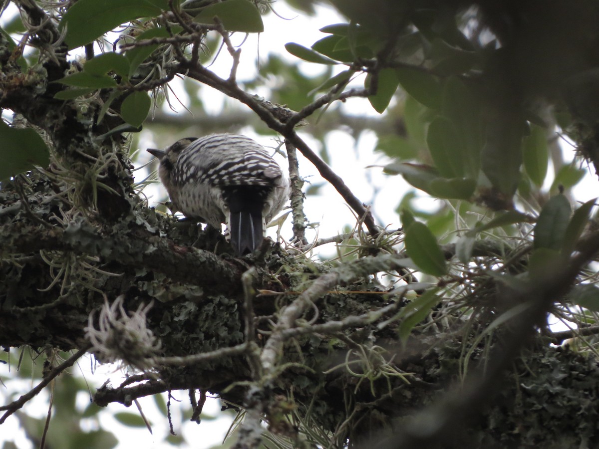 Ladder-backed Woodpecker - ML646024982
