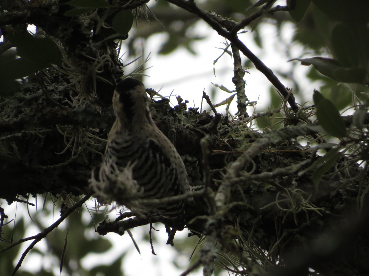 Ladder-backed Woodpecker - ML646024983
