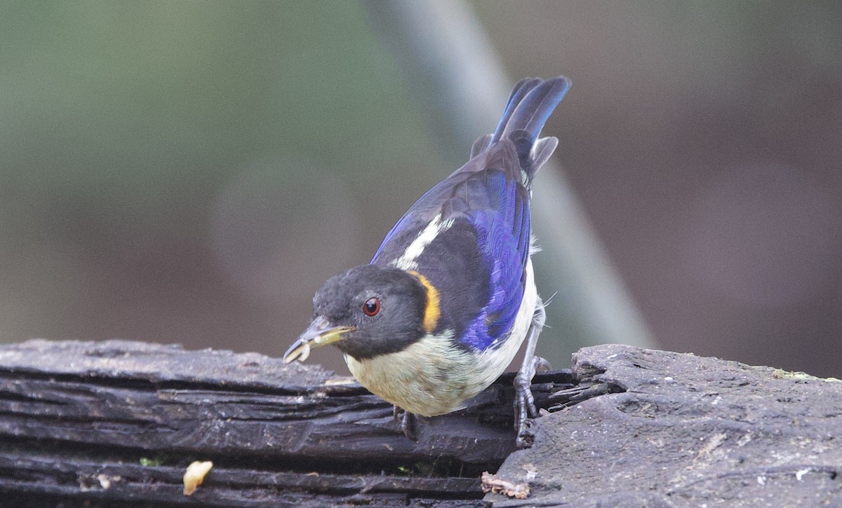 Golden-collared Honeycreeper - ML646024984