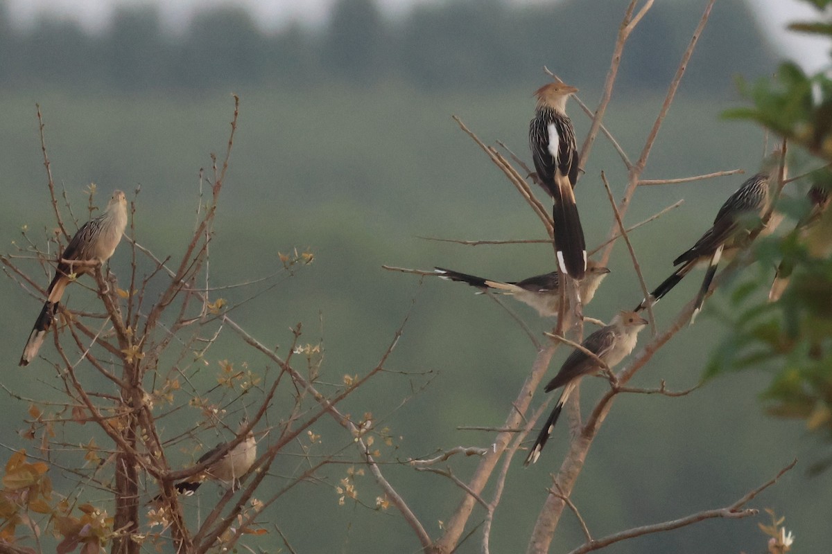 Guira Cuckoo - ML646024985