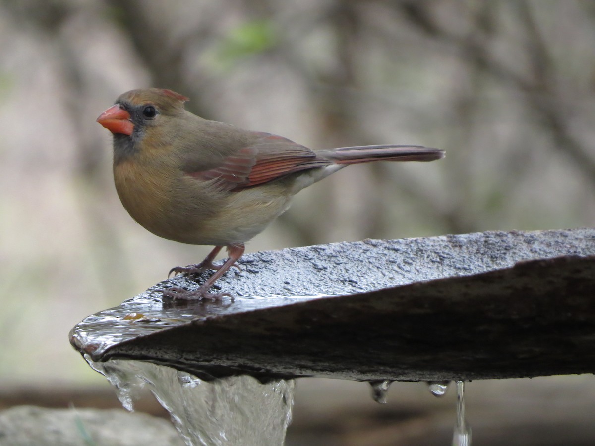 Northern Cardinal - ML646024986