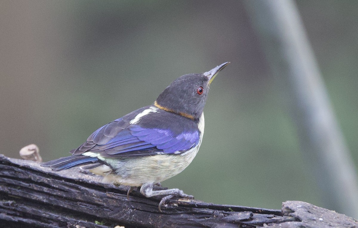 Golden-collared Honeycreeper - ML646024988