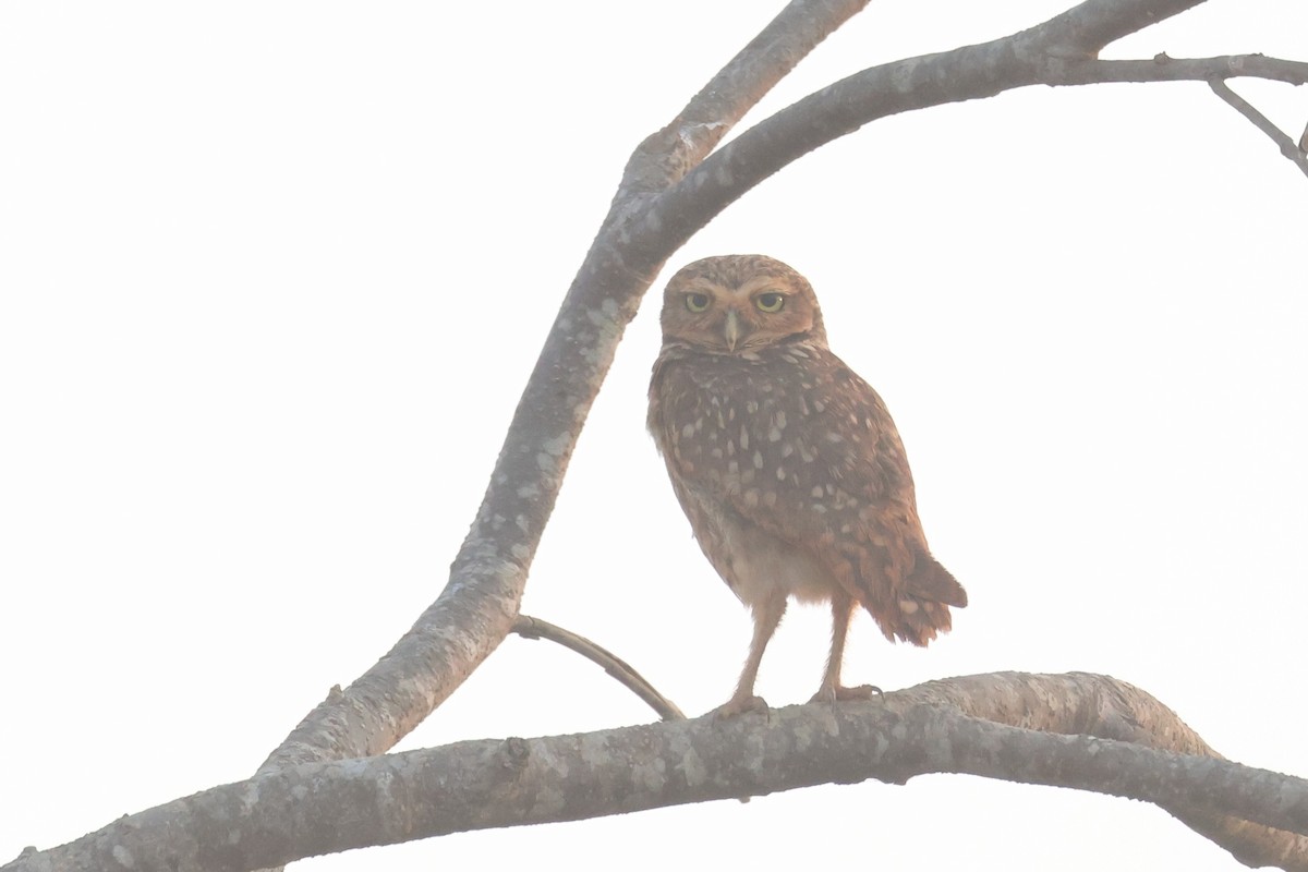 Burrowing Owl - ML646024989