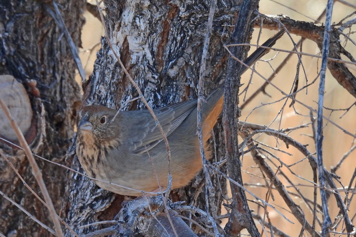 ravinetovi - ML646024990