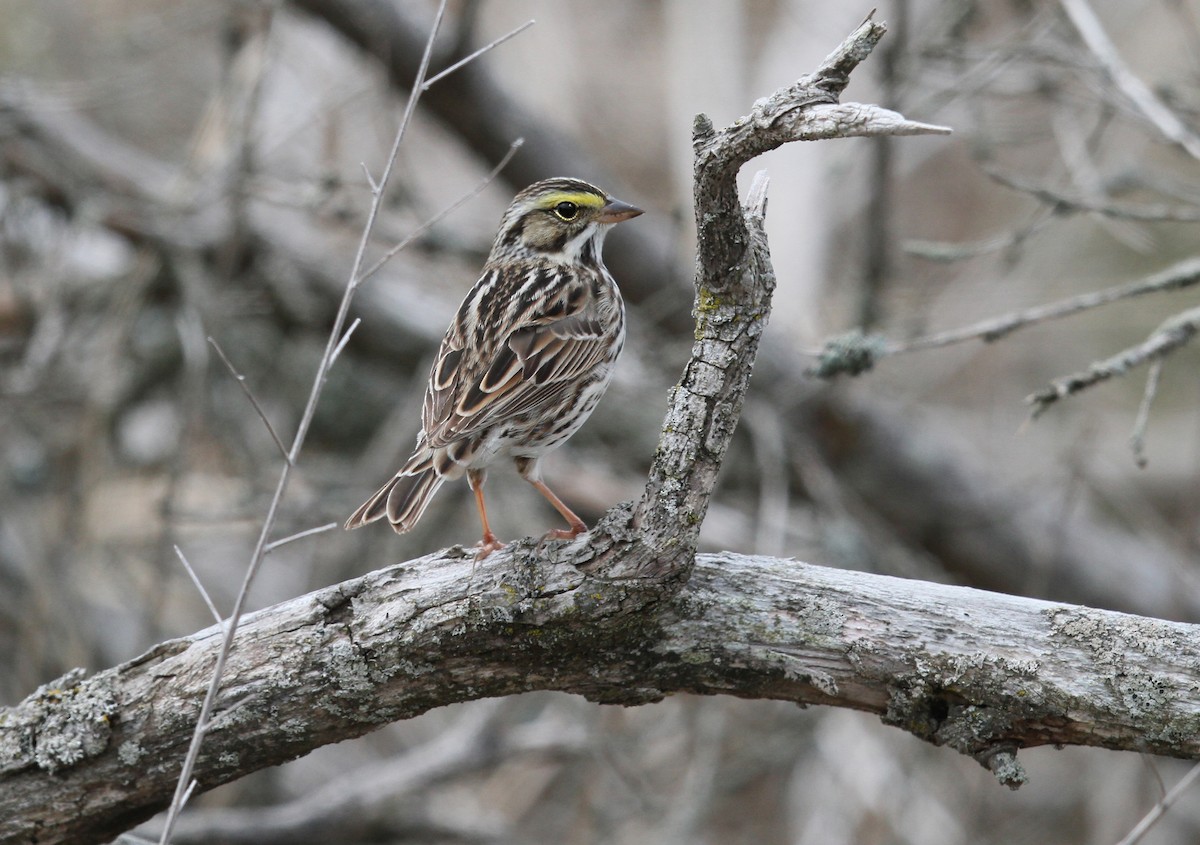 Savannah Sparrow - ML646024991