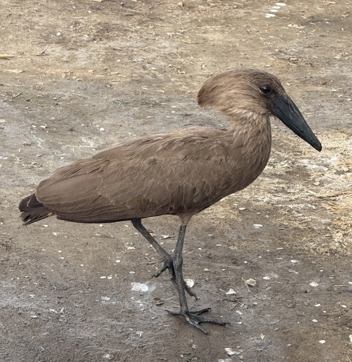 Hamerkop - ML646024992
