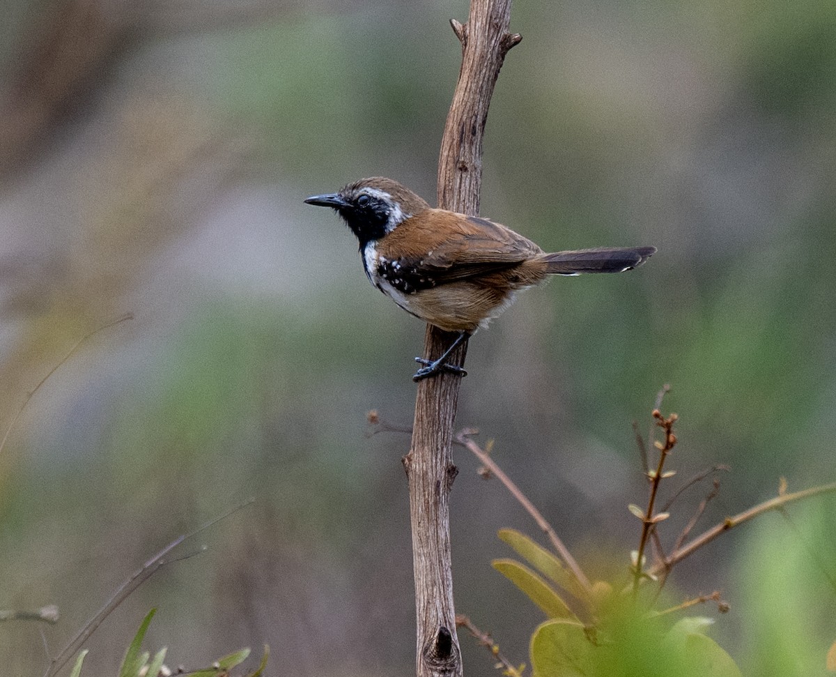 Rusty-backed Antwren - ML646024994