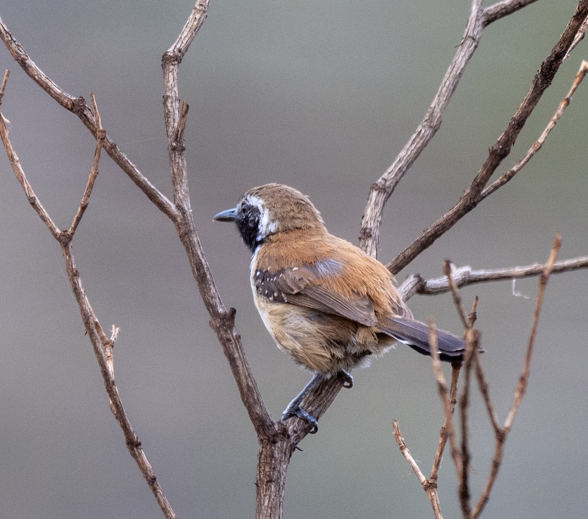 Rusty-backed Antwren - ML646024996