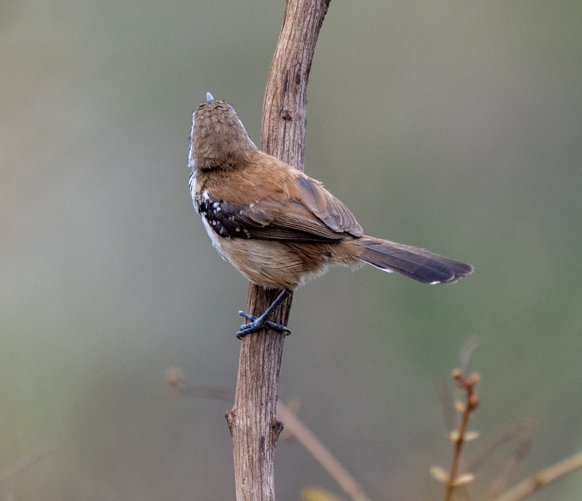 Rusty-backed Antwren - ML646024997