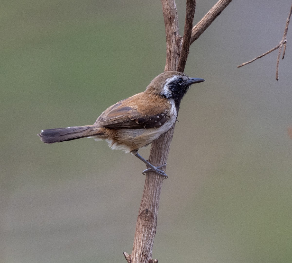 Rusty-backed Antwren - ML646024998
