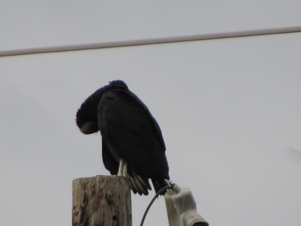 Black Vulture - ML646025000