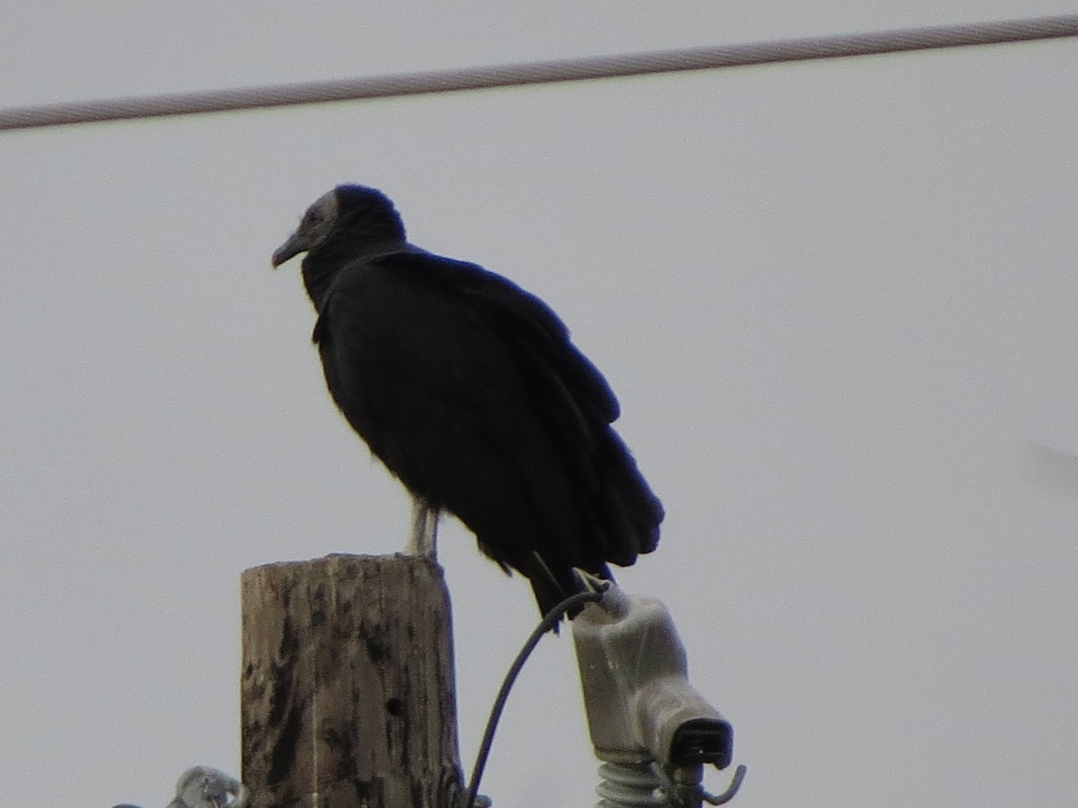 Black Vulture - ML646025001