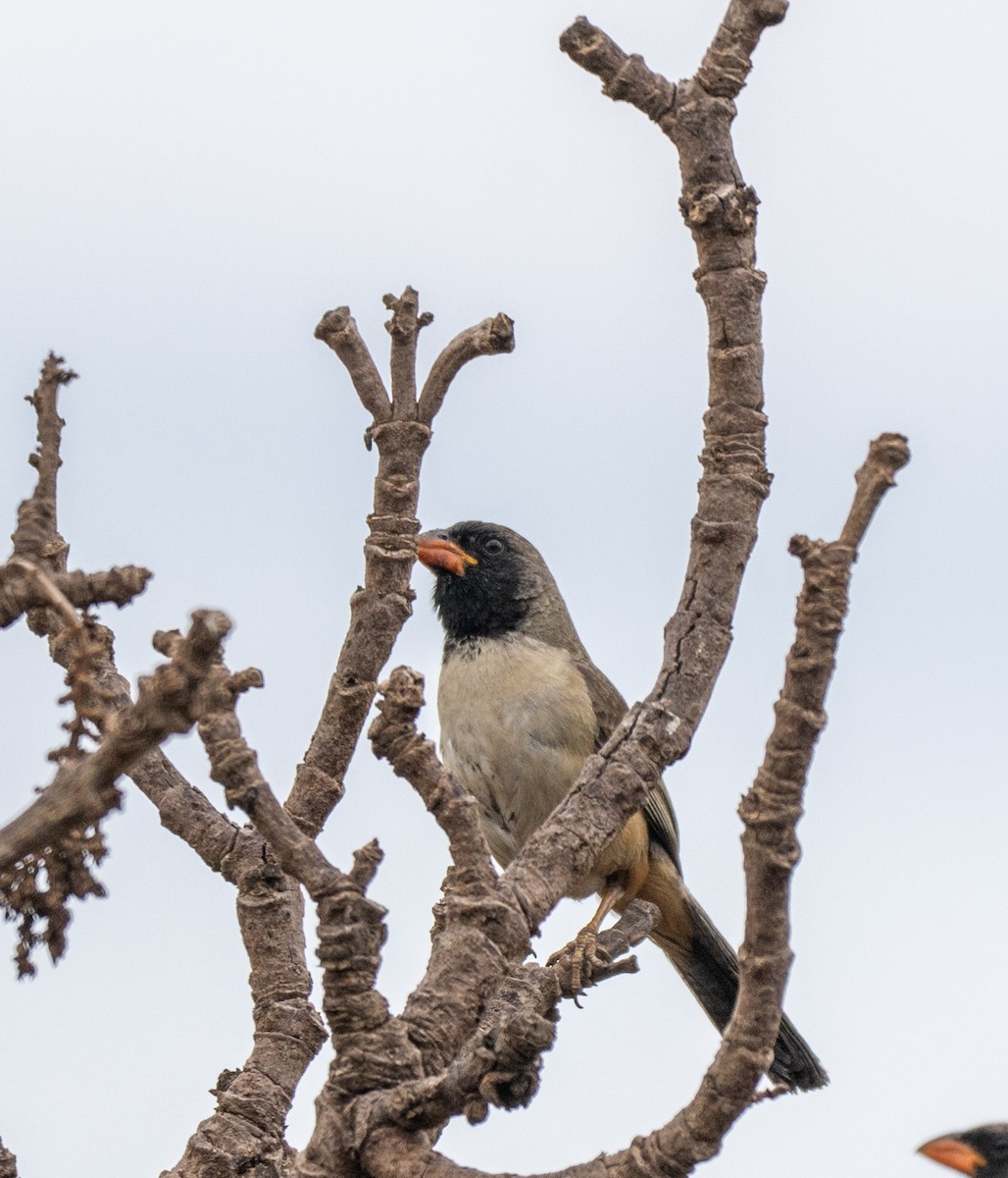 Black-throated Saltator - ML646025002