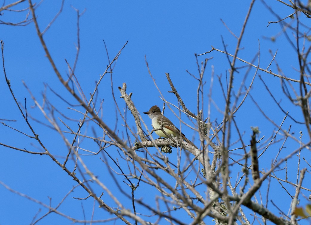 Ash-throated Flycatcher - ML646025005