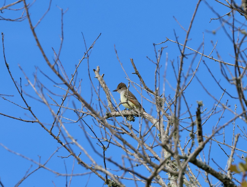 Ash-throated Flycatcher - ML646025006