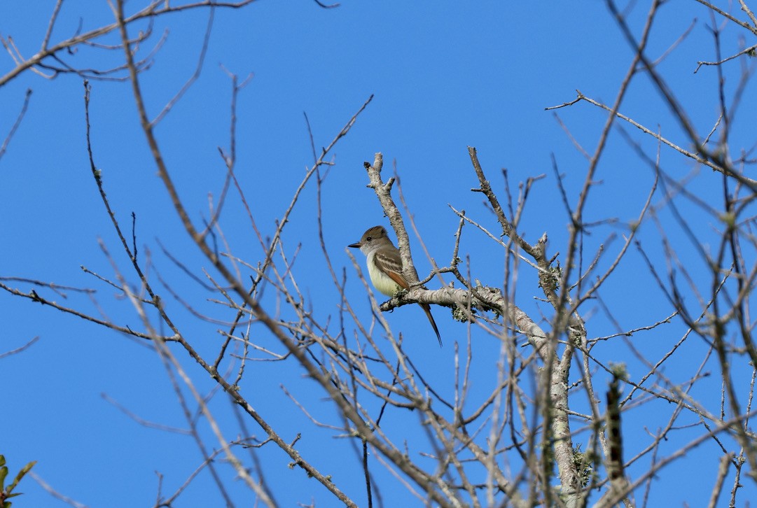 Ash-throated Flycatcher - ML646025007