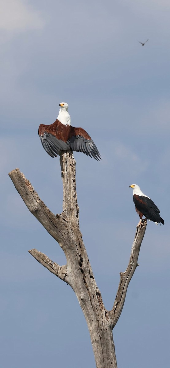 African Fish-Eagle - ML646025010