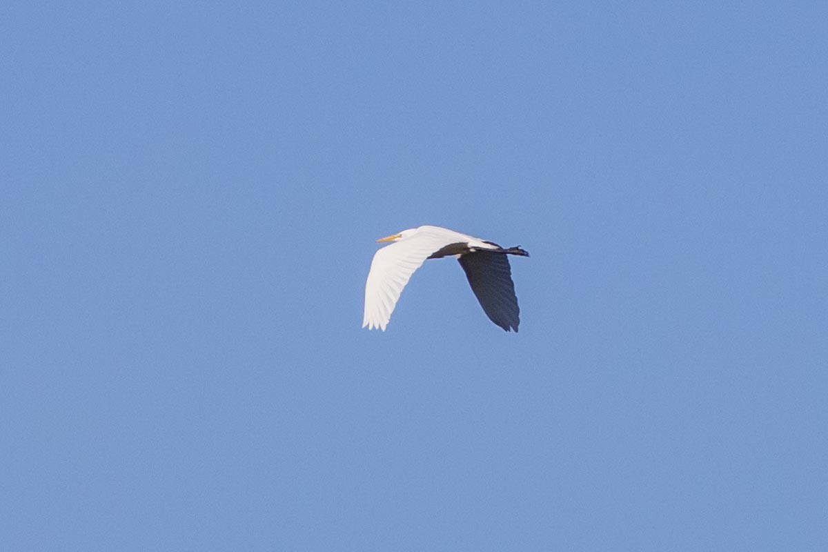 volavka bílá - ML646025020