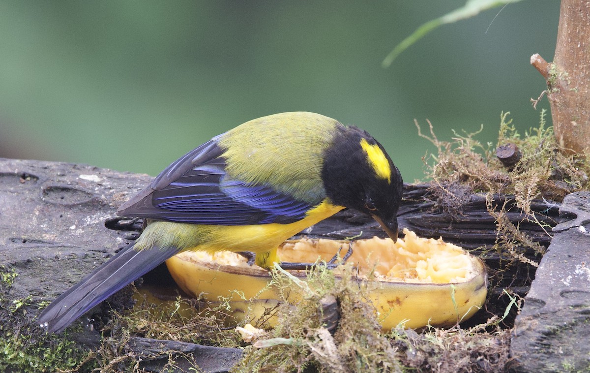 Tangara Barbinegra - ML646025034