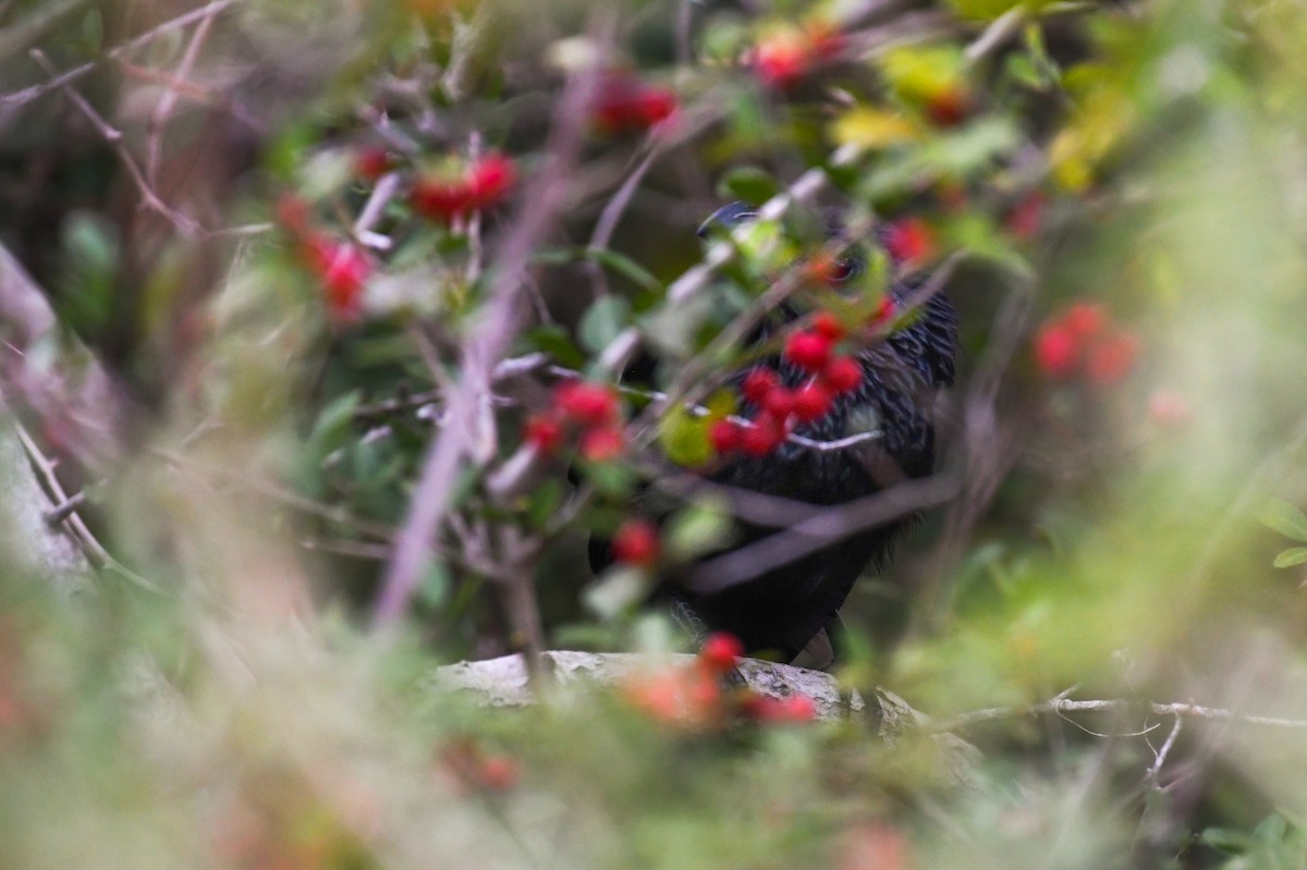 Groove-billed Ani - ML646025036