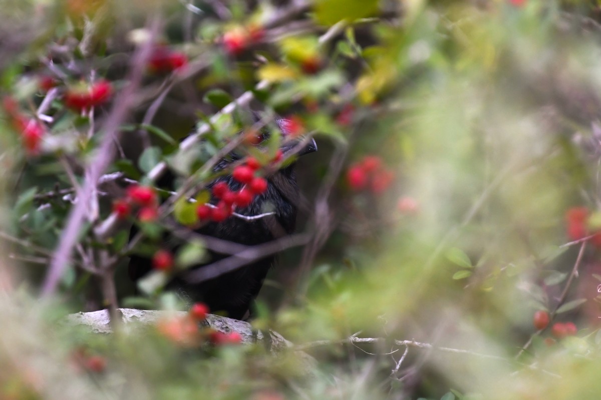 Groove-billed Ani - ML646025037