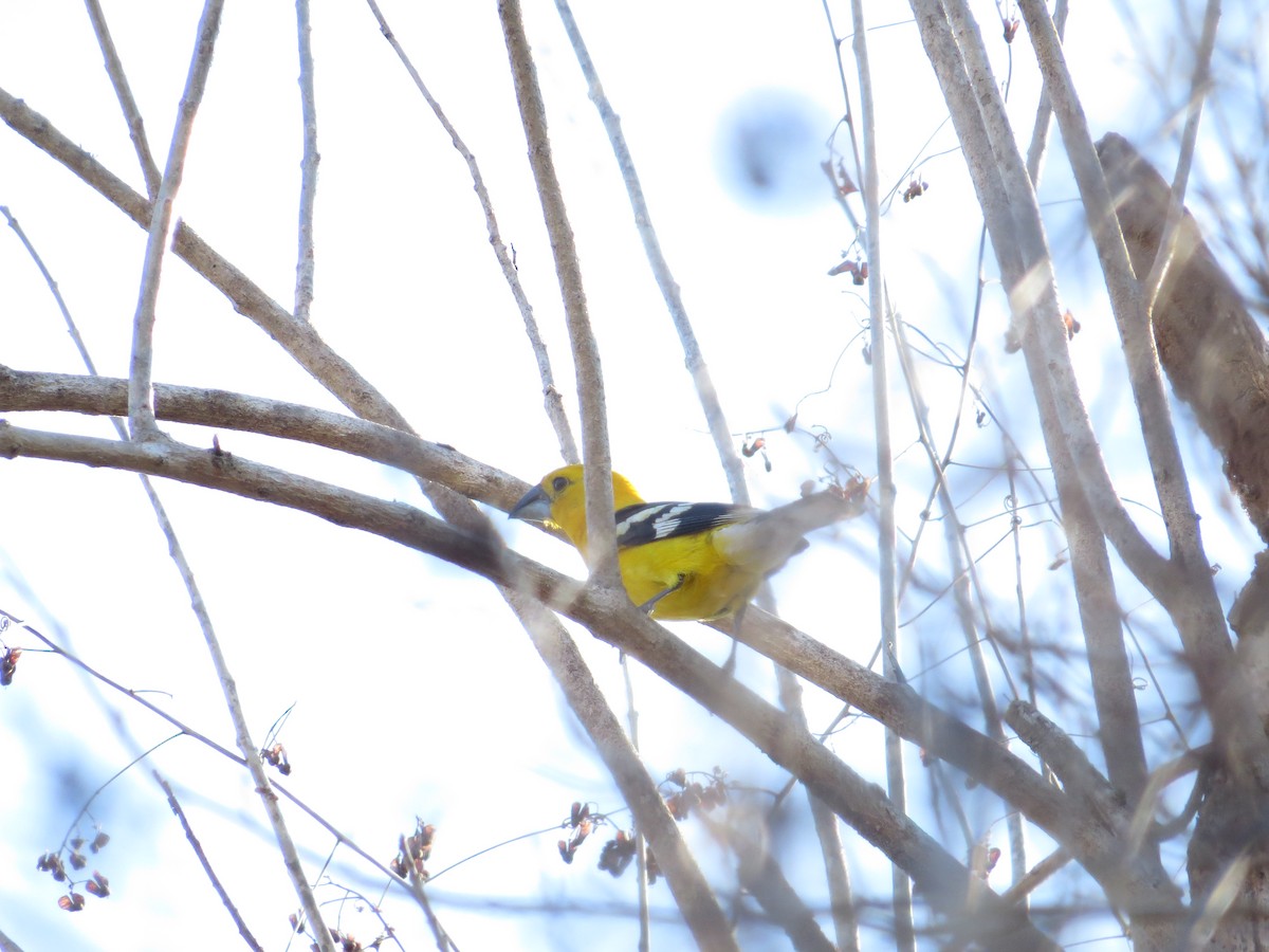 Kuzeyli Sarı Kocabaş - ML646025042