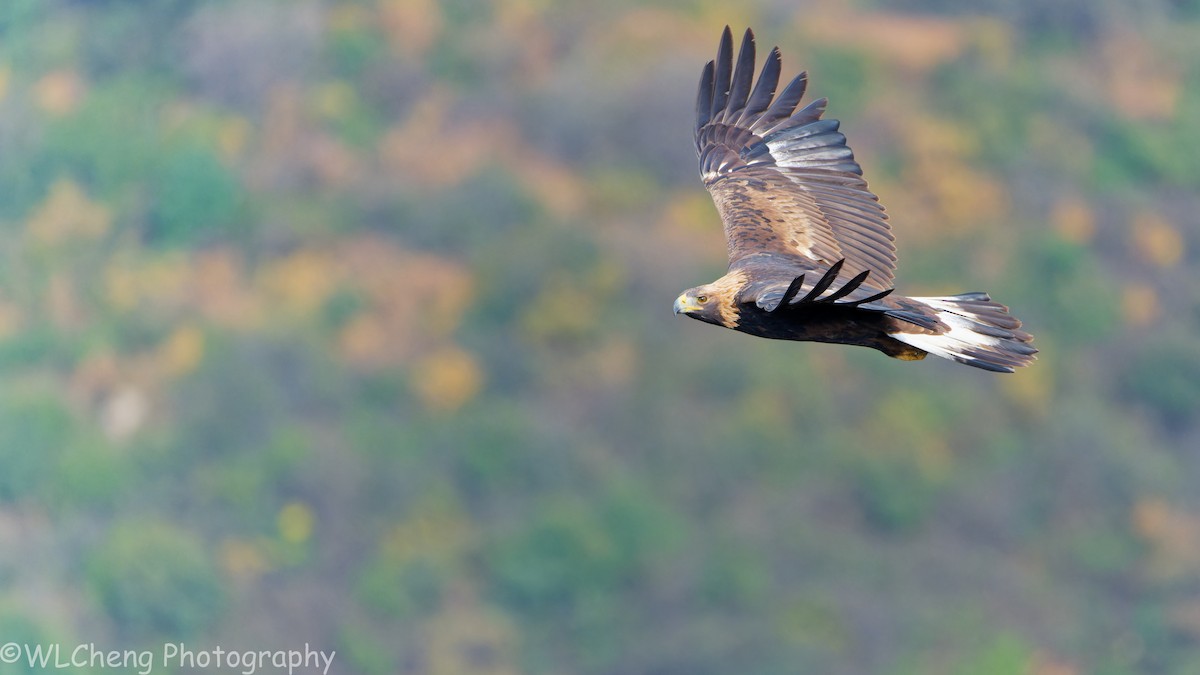 kongeørn - ML646025046