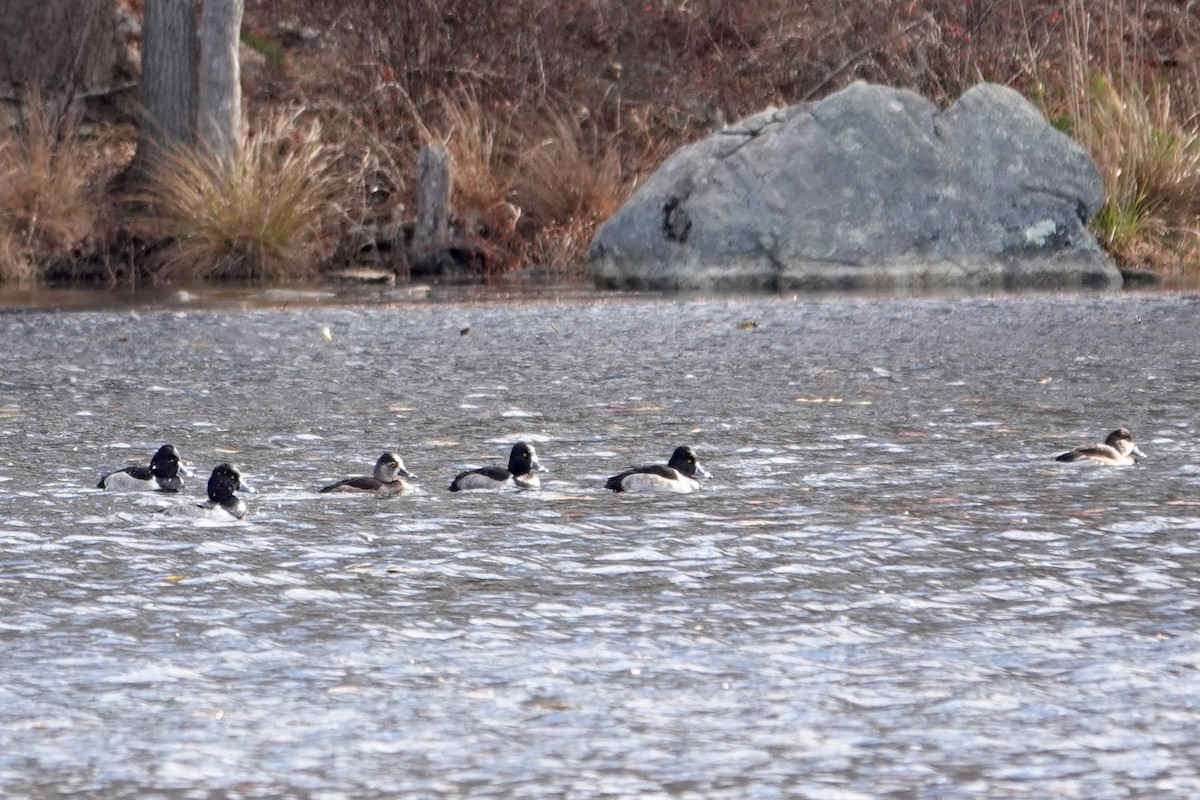 ringand - ML646025051